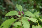 American Beautyberry.jpeg