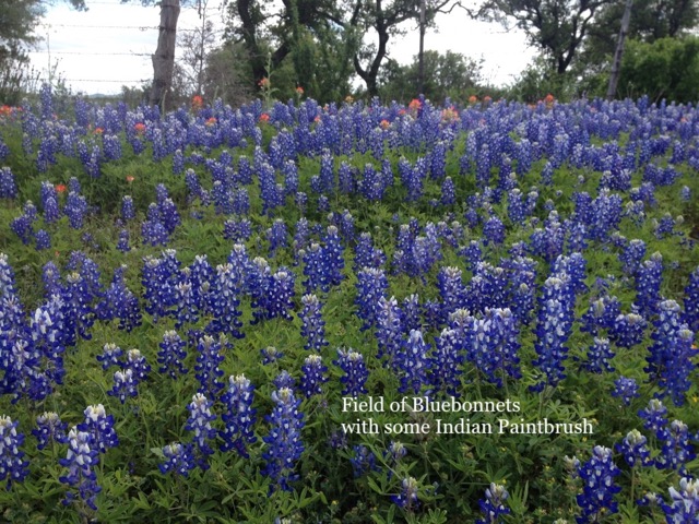 Bluebonnet Field.jpg