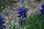 Bluebonnet.JPG
