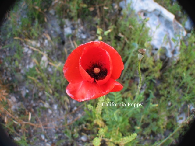 California Poppy.JPG