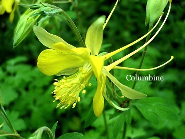 Columbine.JPG