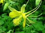Columbine.JPG