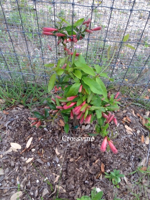 Crossvine.jpg