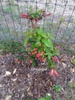 Crossvine.jpg