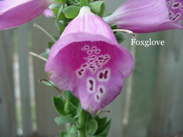Foxglove.jpeg