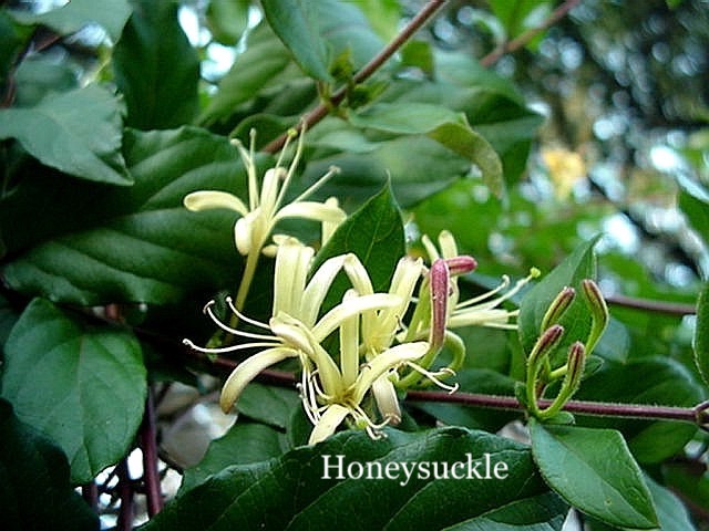 Honeysuckle.jpeg