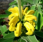 Jerusalem Sage.jpeg