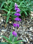 Mealy Blue Sage.jpg