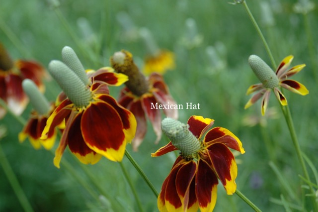 Mexican Hat.jpeg