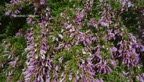 Mexican Oregano.jpg