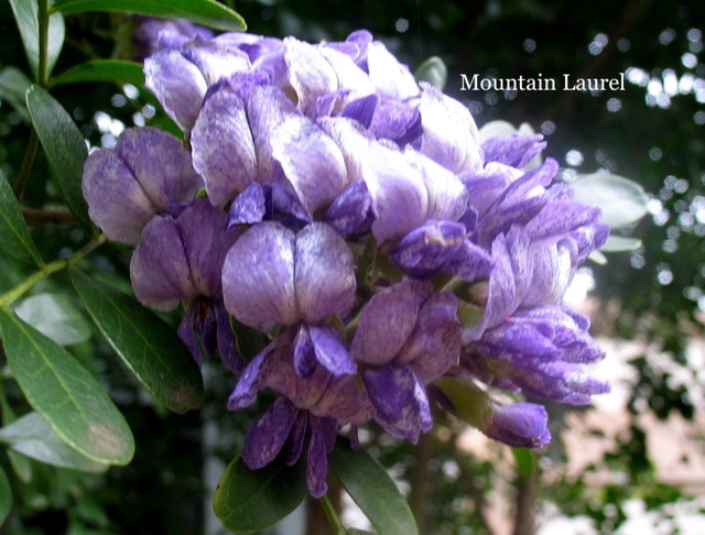 Mountain Laurel Bloom.jpeg