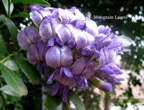 Mountain Laurel Bloom.jpeg