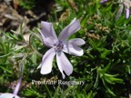 Prostrate Rosemary.jpeg