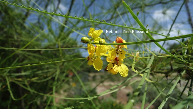 Retama Tree Bloom.jpg