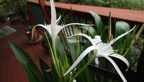 Spider Lily.jpg
