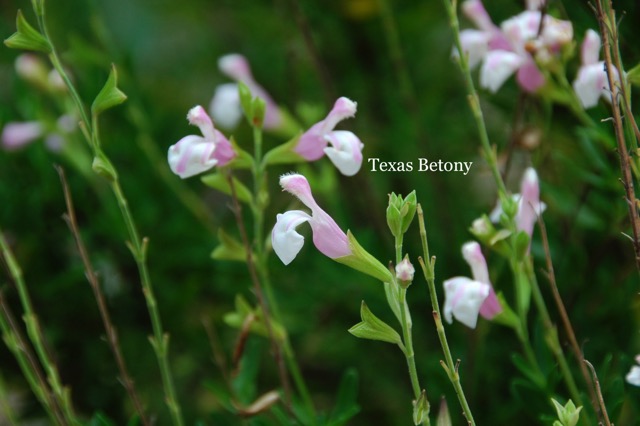 Texas Betony.jpeg
