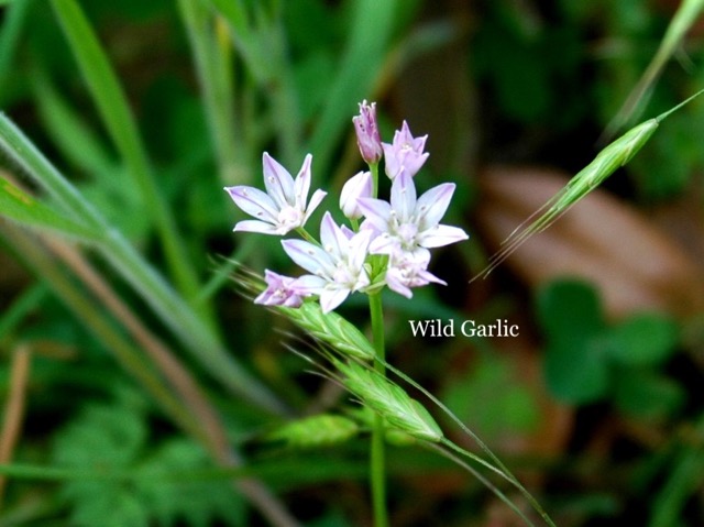 Wild Garlic.jpeg