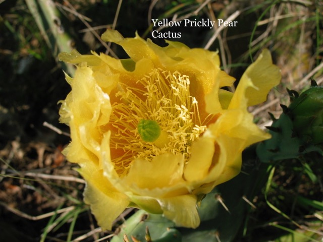Yellow Prickly Pear.jpeg